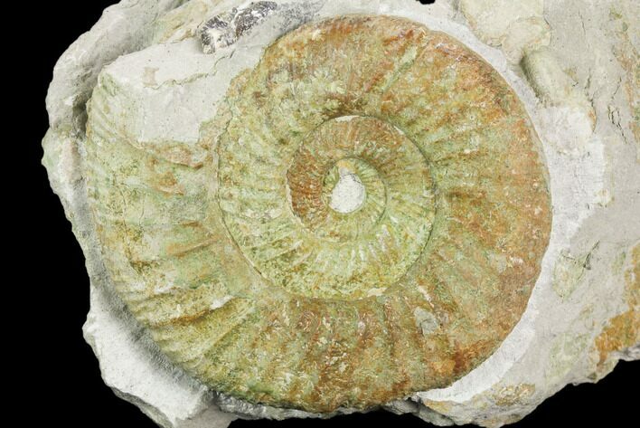 Green Ammonite (Orthosphinctes) Fossil on Rock - Germany #125878